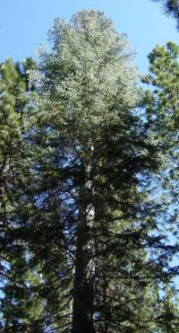 Abies concolor (Abeto del Colorado)