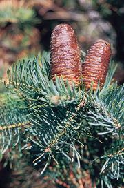 Abies concolor (Abeto del Colorado)