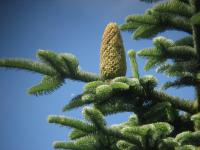 Abies procera (Abeto noble)