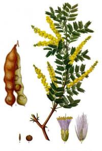 Acacia arabica (acacia nilotica)
