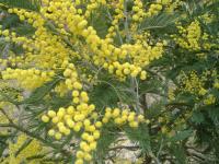Acacia dealbata (Mimosa plateada)