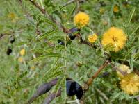 Acacia farnesiana (Mimosa, aromo)