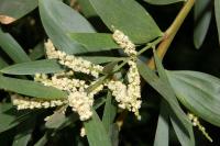 Acacia longifolia (Mimosa dorada de Sidney)