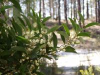 Acacia melanoxylon (Acacia de madera negra)