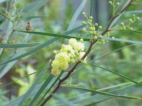 Acacia retinoides (Acacia plateada)