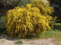 Acacia saligna (Acacia azulada)
