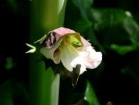 Acanthus mollis (Acanto)