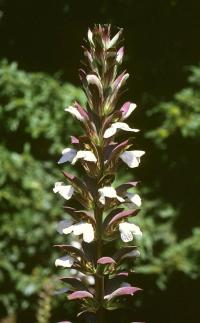 Acanthus mollis (Acanto)