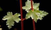 Acer opalus granatense (Arce de Granada)