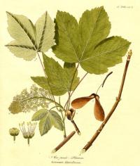 Acer pseudoplatanus (Arce blanco, Falso plátano)