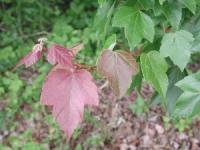 Acer rubrum (Arce rojo americano, Arce rojo, Arce de Canadá)