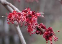 Acer rubrum (Arce rojo americano, Arce rojo, Arce de Canadá)