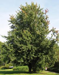 Acer saccharinum (Arce plateado, Arce de azúcar, Arce de Florida)