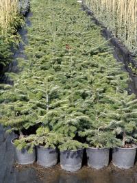 Abies koreana