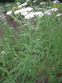 Achillea millefolium (Milenrama)