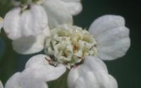Achillea millefolium (Milenrama)