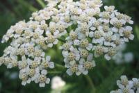 Achillea millefolium (Milenrama)