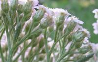Achillea millefolium (Milenrama)
