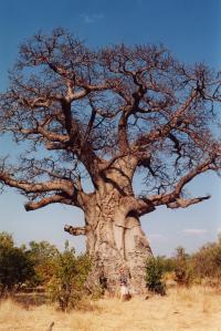 Adansonia digitata (Baobab)