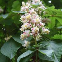 Aesculus hippocastanum (Castaño de Indias, falso castaño)