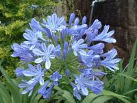 Agapanthus africanus (Lirio africano)