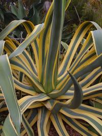 Agave americana (Agave amarillo)