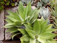 Agave attenuata