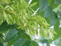 Ailanthus altissima (Ailanto, árbol del cielo)