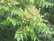 Ailanthus altissima (Ailanto, árbol del cielo)
