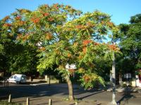 Ailanthus altissima (Ailanto, árbol del cielo)