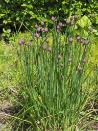 Allium schoenoprasum (Ajo de España o Cebollino)