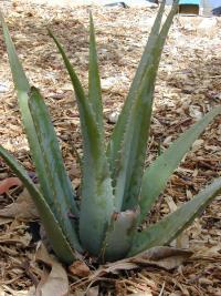 Aloe vera (Aloe de Barbados)