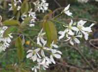 Amelanchier canadensis (Guillomo del Canadá)