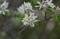 Amelanchier ovalis (Durillo agrio)