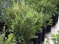 Buxus sempervirens (Boj)