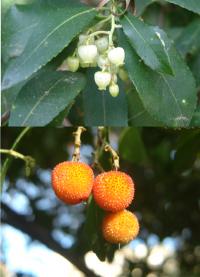 Arbutus unedo (Madroño), detalle de fruto y flor