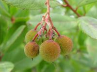 Arbutus unedo (Madroño), detalle del fruto