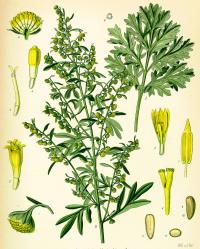 Artemisia absinthium (Ajenjo)