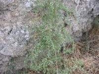 Asparagus acutifolius (Esparraguera silvestre)
