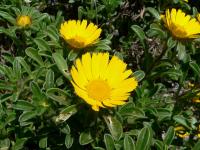 Asteriscus maritimus (Margarita marina)