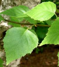 Betula alba (Abedul)