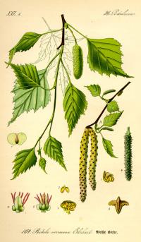 Betula pendula (Abedul)