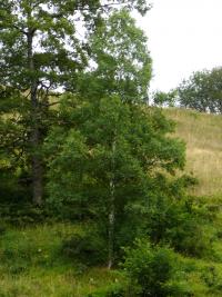 Betula pubescens (Abedul blanco)