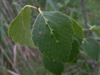 Betula pubescens (Abedul blanco)