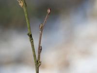 Betula pubescens (Abedul blanco)