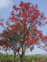 Brachychiton acerifolius (Árbol del fuego, braquiquito rojo)