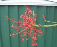 Brachychiton acerifolius (Árbol del fuego, braquiquito rojo)