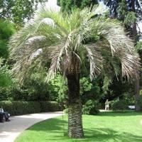 Butia capitata (Palmera de la jalea), ornamentación en Parque