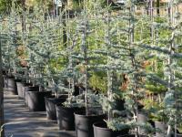 Cedrus atlantica "Glauca"