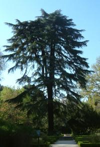 Cedrus deodara (Cedro llorón, cedro del Himalaya)